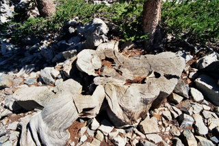 Tocón del árbol Prometeo. Wikimedia Commons